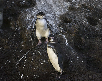 Galapagos Penguins,mom and juvenile