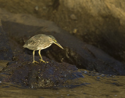 Striated Heron