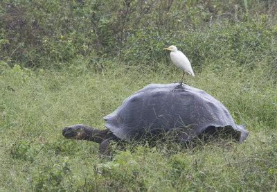 Cattle Egret rides Galapagos Tortoise