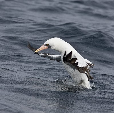 Nazca Booby takes to the air