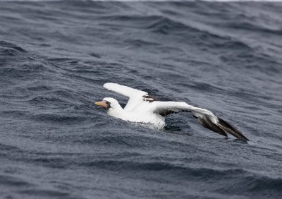 Nazca Booby spreads his wings