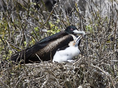 Great Frigatebird,mom and chick