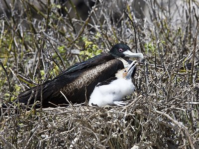 Great  Frigatebird,mom and chick