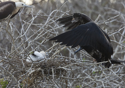 Magnificent Frigatebird,adult and chick