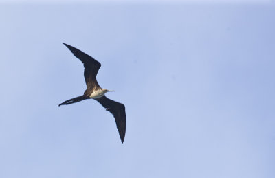 Great Frigatebird in flight