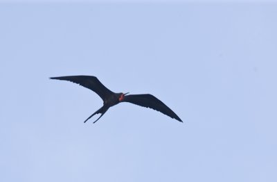 Magnificent Frigatebird in flight
