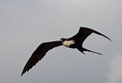 Great Frigatebird in flight