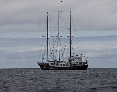 Schooner,Alta