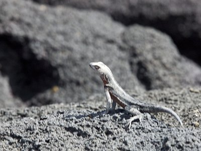 Lava Lizard