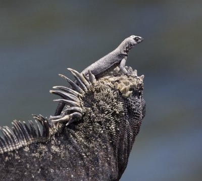 Lava Lizard on Marine Iguana