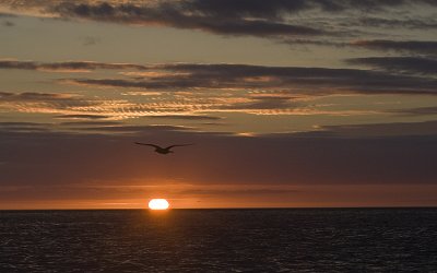 Sunset with Bird