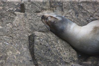 Galapagos Sea Lion