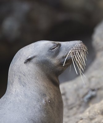 Galapagos Sea Lion