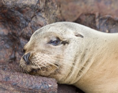 Galapagos Sea Lion