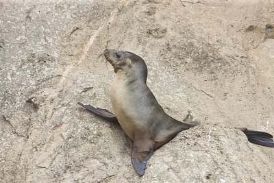 Galapagos Sea Lion