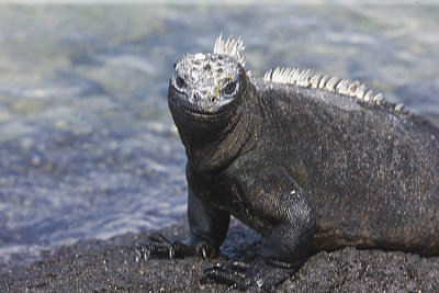 Marine Iguana