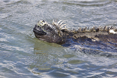 Marine Iguana in the daily swim for sea moss