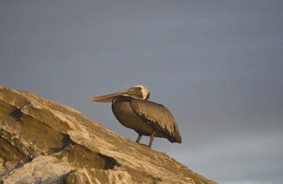 Brown Pelican