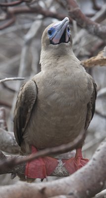 Red-footed Booby