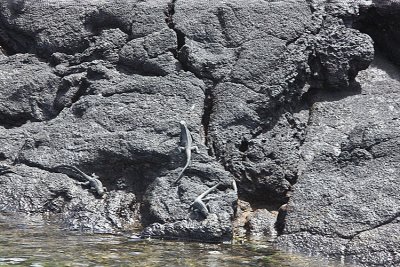 Baby Marine Iguanas come carefully down to drink