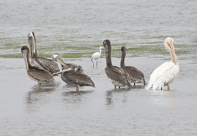 Brown pelicans,a snowy and an American white pelican