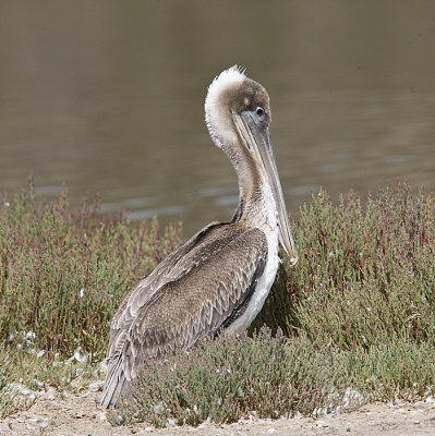 Brown Pelican