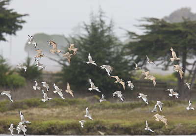 Godwits and willet take to the air
