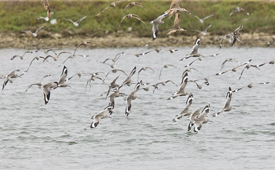 Godwits and willets take to the air