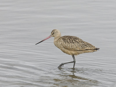 Godwit