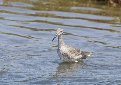 Willet