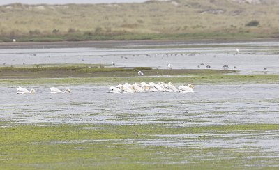 American White Pelican fishing cooperatively