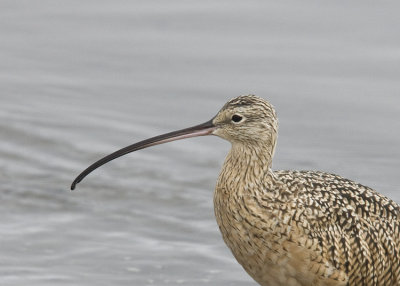 Long-billed Curlew