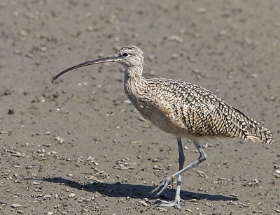 Long-billed Curlew