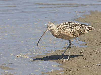 Long-billed Curlew