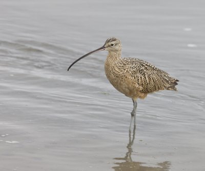 Long-billed Curlew