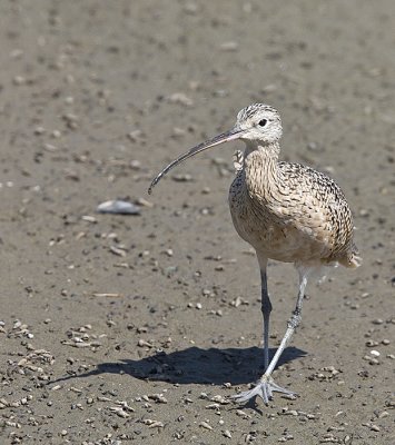 Long-billed Curlerw