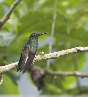 Buff-tailed Coronet