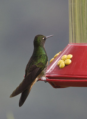 Buff-tailed Coronet