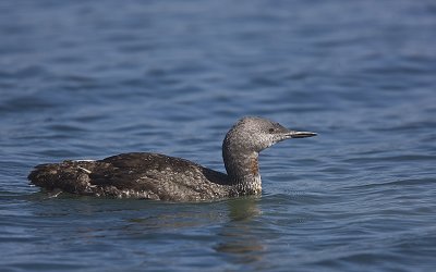 Red-throated Loon wth trace of breeding plumage