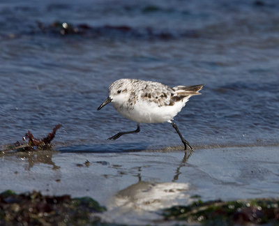 Sanderling on the run