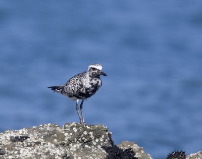 Black-bellied Plover in partial breeding plumage