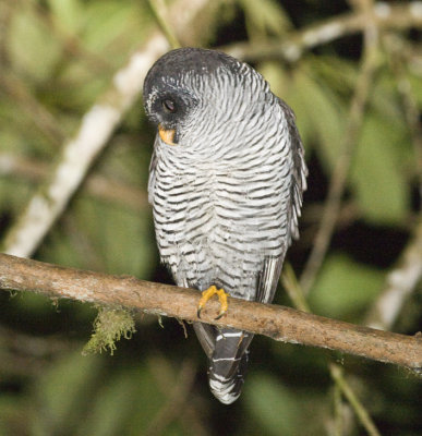 Black and White Owl