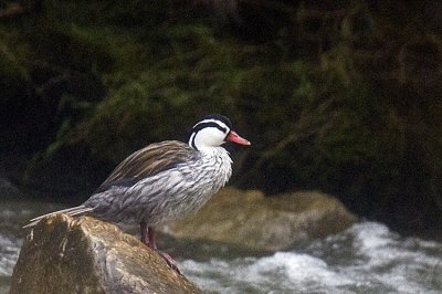 Torrent Duck,male