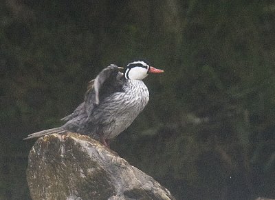 Torrent Duck,male