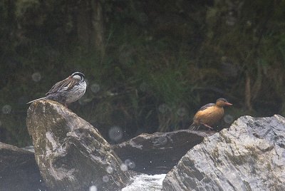 Torrent Duck,male and female