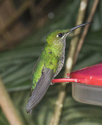 Green-crowned Brilliant