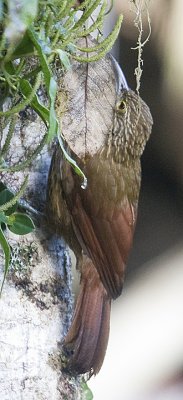 Strong-billed Woodcreeper