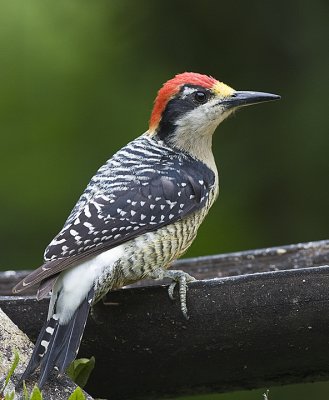 Blacked-cheeked Woodpecker