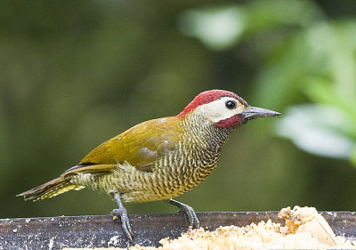 Golden Olive Woodpecker