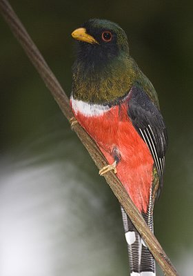 Masked Trogon,male